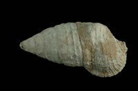 藏品(海蜷蟹守螺)的圖片